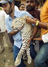 Forest officials carry a tranquilised female leopard after catching it from a residential area in Mumbai 