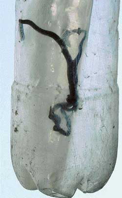 A snake-like worm found in the water tap at House No. 2046, Sector 45C