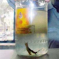 A worm that came out of a municipal tap in Model Town Extension, Block A