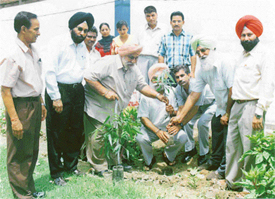 Saplings being planted to mark Vanamahotsava at a function organised by the Doraha branch of the State Bank of Patiala
