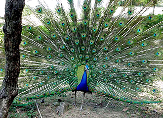 A peacock displays its colourful plumage in Ludhiana on Friday