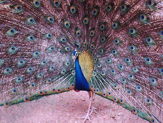 A peacock enjoys the change in weather at Deer Park in Patiala on Sunday.
