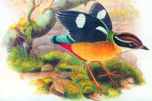 The Indian pitta from a painting by John Gould in Birds of Asia, 1867