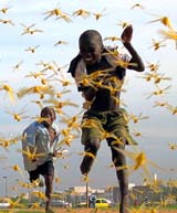 Senegalese children run as locusts spread in the capital Dakar on Wednesday