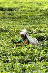 A picker collects tealeaves at an estate in Naxalbari, West Bengal, on Friday.