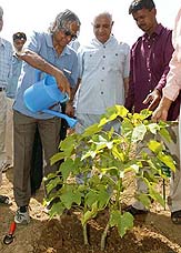 The President of India, Dr APJ Abdul Kalam, plants a Jatropha (bio-diesel plant) sapling at Rashtrapati Bhavan on Saturday. 