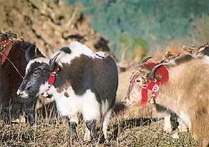 Yaks in Chander