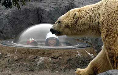 Visitors look at Kanzo, a 31-year-old polar bear, from an acryl capsule at Asahiyama zoo in Asahikawa