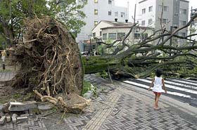 A girl looks at a tree blown over by strong winds in Hiroshima on Tuesday
