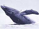 A humpback whale shows off its side flipper with its distinctive scalloped edge.