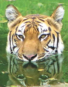A tiger tries to beat the heat at Delhi Zoo in the Capital