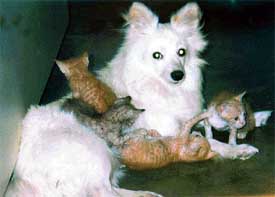 A female dog rears four kittens