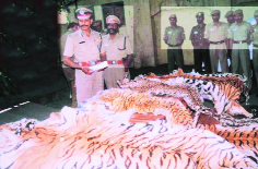 Seized tiger skin. 