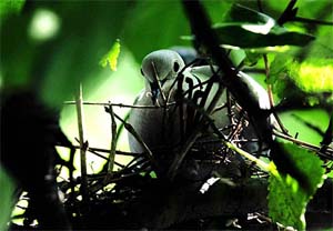 Sunday is usually a rest day for us, but not for this bird who is busy building a nest