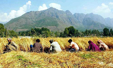 Kashmiri farmers reaping paddy crop at Shalimar