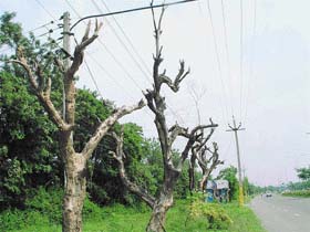 Withered makhan trees can be seen in several Sectors of Panchkula