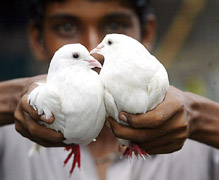 A boy shows a pair of pigeons at a weekly pet market in Kolkata on Sunday. 