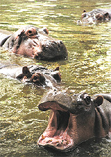 Hippopotamuses of Delhi Zoo play it cool on Sunday