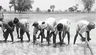 More farmers have turned to paddy now