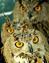 Owls look from their cage at the Jordan zoo
