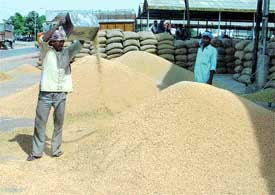 Heaps of paddy in a mandi in Ludhiana. Paddy procurement started in Punjab on Monday