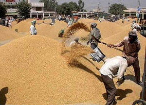 Heaps of paddy at the grain market of Kapurthala as it registered an unprecedented arrival of crop on the first day of procurement by the government agencies on Monday.