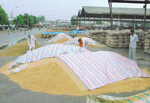 Farmers cover their produce at the Salem Tabri grain market as mild showers hit Ludhiana on Wednesday.