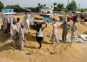 Farmers load paddy at the grain market of Killi Nihalsinghwala in Bathinda