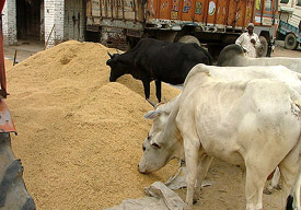 Stray cattle devouring paddy at the grain market in Bathinda on Friday.