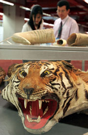 Thais look at the body of a tiger on display at the Convention on International Trade in Endangered Species conference in Bangkok on Saturday 