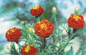 French marigold