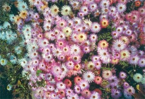 Mesembryanthemum