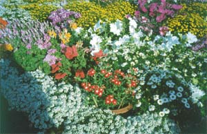 Antirrhinum and Calendula