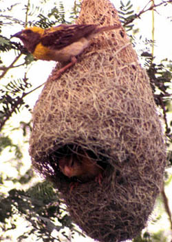 Birds of passage