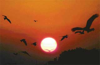 As the sun goes down birds wing to their nests