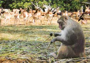 A monkey seen feasting on food meant for deer during the Animal Safety Week being observed at Deer park, Patiala, on Monday
