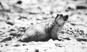 Himalayan marmot is found in the high-altitude areas between 4,000m and 4,300m