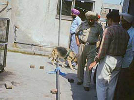 Police personnel and forensic experts look for clues on a roof top near the house of 1a watchman who was found murdered near Pindi Street in Ludhiana on Wednesday.