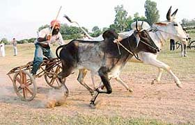 A bullock cart race in progress at Rural Sports Meet held in Phase 11, Mohali