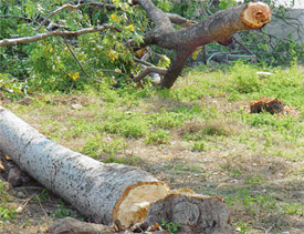 These trees were felled in the forest area along the national highway, in Pinjore, to make way for a power line to supply electricity to showrooms
