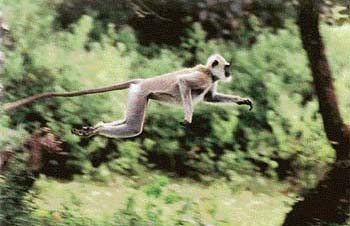 H. Satish captures the evolutionary leap