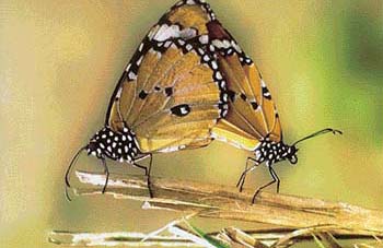 Abhijit Sarkar pictures the winged beauties