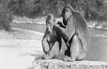 Basub Chakrabortys take on monkey business