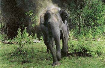 Elephant in Kaziranga by Vidyadhar D. Shalke