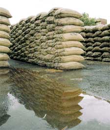 Procured paddy stored in the open in a market in Ludhiana on Monday