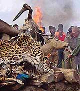 Forest officials burn seized skins and skulls of wild animals in Chilapata forest in Jalpaiguri