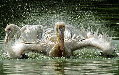 Pelicans swim in a pond at Delhi Zoo