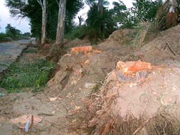 A large number of kikar and eucalyptus trees cut down for widening of the Ropar-Chamkaur Sahib road on Sunday.