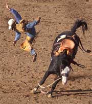 John Flook of Tres Pinos, Calif., gets thrown from a horse