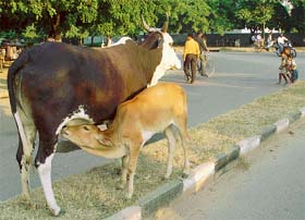 Tribune photo by Parvesh Chauhan